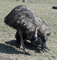 emus